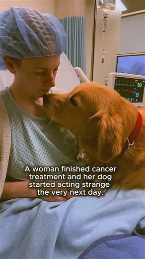 A woman who had relied on her dog through two years of chemotherapy finished her final cancer treatment, and the very next morning he began pressing his nose against the same spot on her chest and whimpering without stopping. She assumed he was reacting to the change in routine until three days of the same behavior pushed her to call her doctor and ask them to check the area. 🥺 They found a new tumor so small it wouldn’t have appeared on any scan for another two months — by which point it would