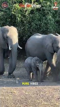 Masai Mara Game Drive Special 6 days itenary video