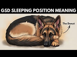 What Your German Shepherd's Sleeping Position Reveals About Their Personality, Health and Character
