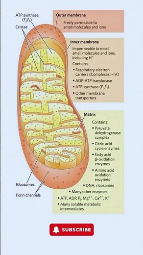 Detailed Mitochondria Structure Explained | ATP Synthesis & Functions