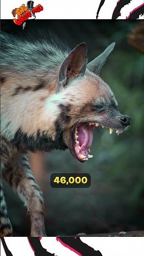 Sloth Bear vs. Striped Hyena