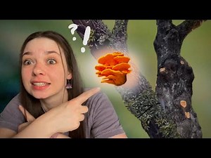 The TRUTH about How Mushrooms Climb Trees