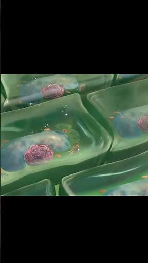 Que es la pared celular, su función y sus diferentes estructuras #bacteria #hongo #plantas