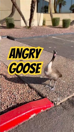 Ran into this angry, hissing goose while I was getting my steps in - Angry ASMR haha geese birds￼