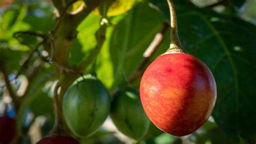 How to Plant and Grow a Tree Tomato (Tamarillo)