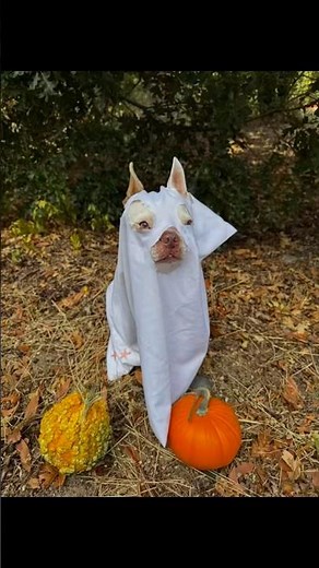 Ghost dog 🐶 👻 #creative #diy #dog #halloween #costume #dogcostume #fall #ghost #animal #winter