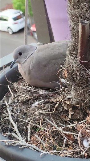 un nid de tourterelle sur mon balcon