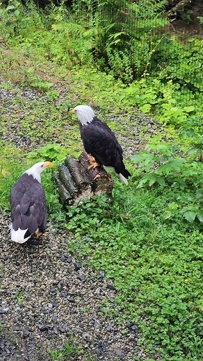 Sunset the Bald Eagle: Impressive Vocalizations at Alaska Raptor Center