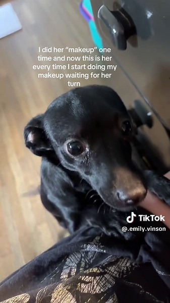 Dog Makeup Tutorial: Everyday Looks