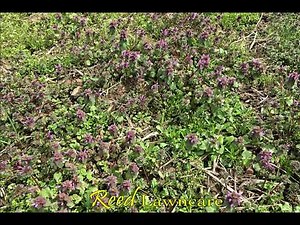 What Exactly Is Henbit?