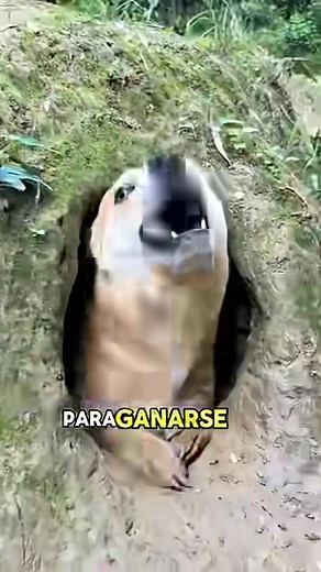 308K views · 6.2K reactions | Los perros poco a poco van confiando en los humanos/Los perros poco a poco van confiando en los humanos #animales #Parati #Amistad #NosotrosVamos | Creciendo Juntos | Facebook