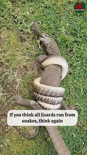 "How Monitor Lizards Hunt and Eat Venomous Snakes"
