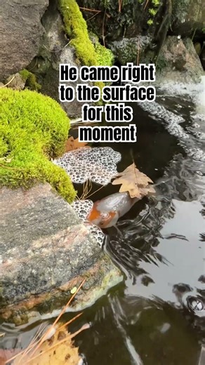 Mesmerizing Japanese Koi Feeding at the Surface 🐠