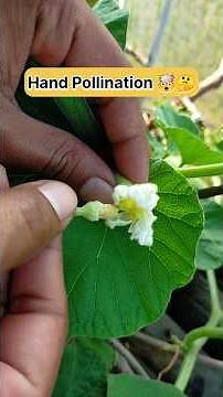 Basics of hand pollination | Secret🤯 to get more loki | How to grow loki #shorts #plant #organic