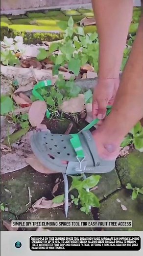 Simple DIY tree climbing spikes tool for easy fruit tree access #tools
