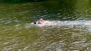 7.5K views · 226 reactions | Open water swimming season in Northern Europe is open. Freestyle swimming in the river. t 21C. It's definitely not a pool. Swimming after 55. | Boris Chernov | Facebook