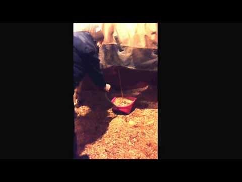Horse pee's in bucket at owners request!! I've got to say that Amanda Sim has Nig well trained....