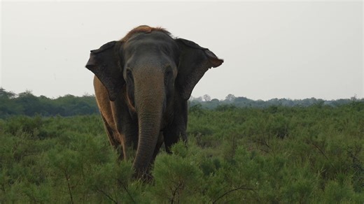 15K views · 584 reactions | Today, on World Elephant Day, The...