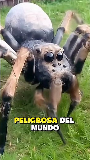 😱 La araña MÁS peligrosa del mundo (no es la que crees…)