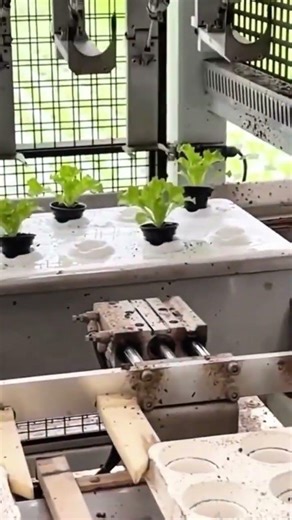The Future of Farming: Fully Automated Hydroponics