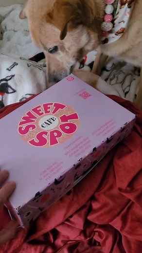 Busted red handed. I really wanted that banana 🍌 pudding filled donut | The Cookie Jar, Cookie the yellow Labrador