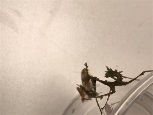 憨憨角胸屏顶螳吃玉米螟