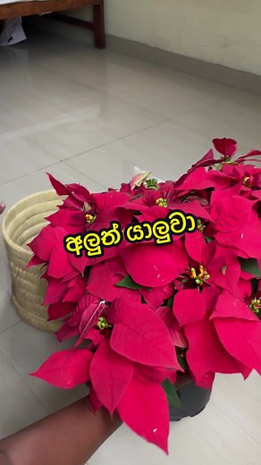 ඔයාලා ලස්සන නමක් දැම්මොත් මාත් සතුටින් 😍🩷 #plant #selfmotivation #tiktokentertainment