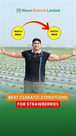 Sheel Biotech Ltd on Instagram: "DM "BERRY" for full setup guidance and project support. Strawberries can be grown anywhere — from Kashmir to South India. Climate is no limit when the right setup is in place. [strawberry farming, hydroponic strawberries, greenhouse strawberries, berry cultivation, strawberry setup India, high profit farming, exotic fruit farming, modern agriculture, berry plants] #StrawberryFarming #ModernAgriculture #BerryBusiness"