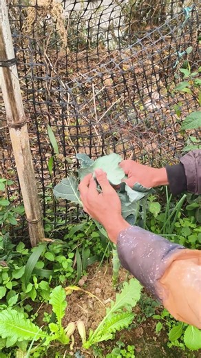 Broccoli - Planting Techniques