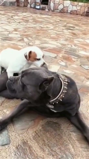 puppy and mom,funny small strong dog playing with big dog#funnydog#toptrend#shortsfeed#ytshorts