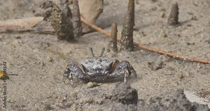 Mud crabs feeding and flixing burrows in a mangrove tidal flat