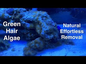 GHA Green Hair Algae Natural Effortless Removal, 16 Days, No Chemicals Saltwater Coral Reef Aquarium