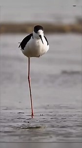 205K views · 1.5K reactions | The Truth About One-Legged Birds #shorts #birds #viralshort #animals | FunFact | Facebook