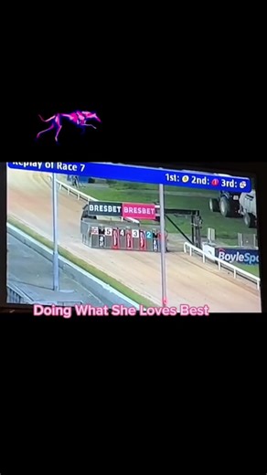 #onthisday #greyhoundracing