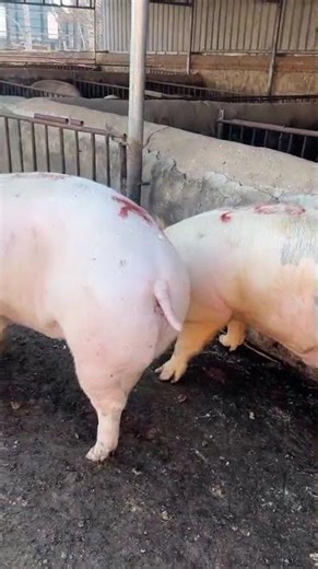 Safe Pig Loading Into the Farm | Easy & Stress-Free Method