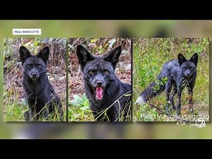 Colorado photographers on the 'great gift' of capturing photos of a silver fox