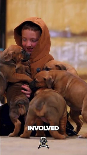 Good Breeder vs. Bad Breeder #boerboels #bigdogs #protectiondogs