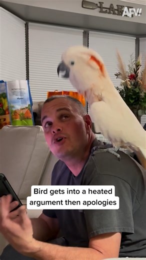 It's tough living with a real bird-brain! 🤣 #afv #animals #funny | America's Funniest Home Videos
