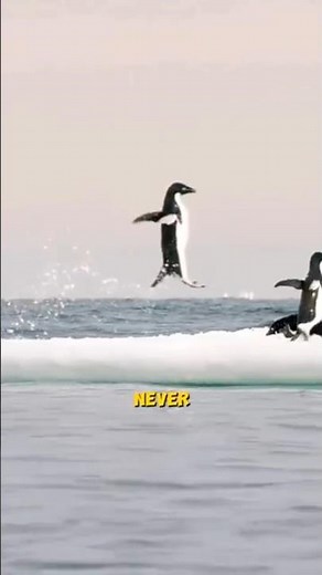 Why do penguins 🐧 not fly?