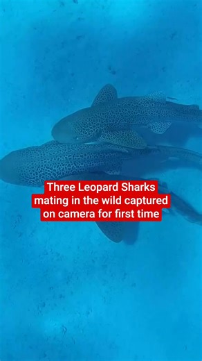 Three Leopard Sharks mating in the wild captured on camera for first time | The Independent