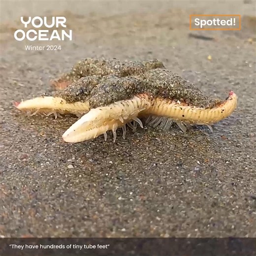 5.8K views · 76 reactions | Have you ever seen a starfish walk? ⭐...