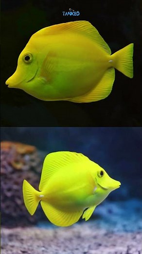 Yellow Tang – The Iconic Reef Fish 🌊💛| TANKED IND | @tanked_ind