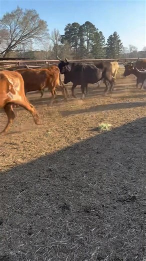 The 85 head of Corriente Cows bred to a Charolais Bulls posted last week will be selling tomorrow, 2/13. Come see us! | Elkhart Commission Company