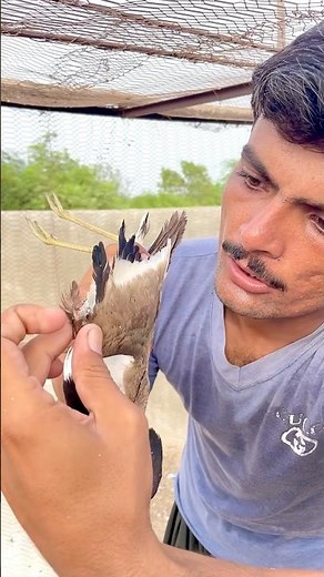 🕊️ I Found an Injured Bird & Tried To Save Its Life 😢 | Rescue Story #shorts