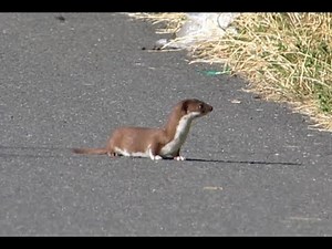 216 Lasice kolčava, Mustela nivalis, Prosenice 2013