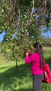 171K views · 5.4K reactions | I harvest na natin itong napakaraming apple bago pa malanta | Pearly Alms | Facebook