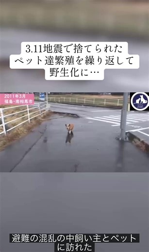 地震とペットの悲劇：置き去りにされた命