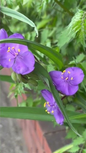 ムラサキツユクサ | 道端花図鑑 4 調布 春の花