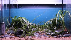 48K views · 879 reactions | "A fresh water stream" layout New river stream aquascape (step-by-step guide 2020) Our hobby has many talented hobbyists, both well-known and unknown In the video you will see a beautiful work very natural  G R E A T J O B Natquascape ☞ YOUTUBE https://www.youtube.com/@Natquascape ☞ FACEBOOK https://www.facebook.com/profile.php?id=100063623016581 | Aquariumaniak | Facebook
