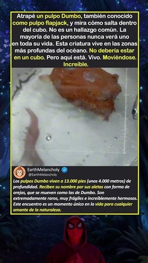 ATRAPÉ UN PULPO DUMBO